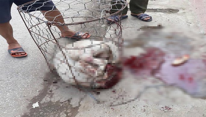 Chó Pitbull 30kg điên cuồng lao vào cắn chủ nhà và hàng xóm nhập viện ở Hà Nội-1