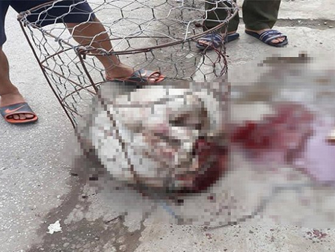 Chó nhà bất ngờ lao vào cắn nát vùng mặt cháu bé 6 tuổi-2