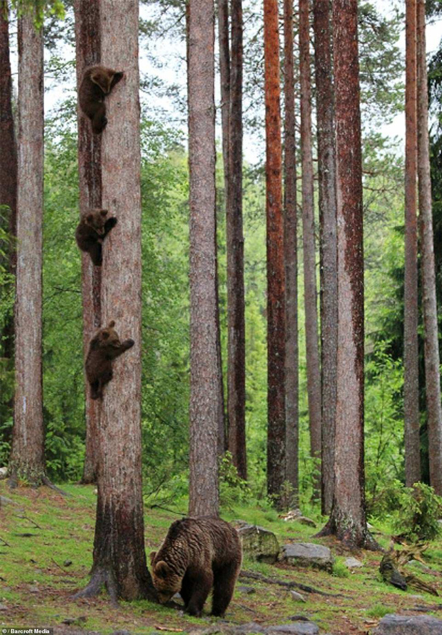 Những khoảnh khắc hài hước nhất của thiên nhiên trong năm 2018-5