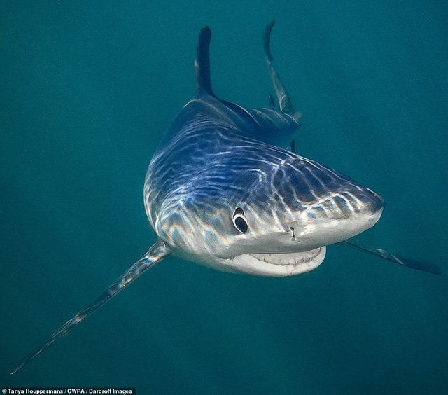 Những khoảnh khắc hài hước nhất của thiên nhiên trong năm 2018-6