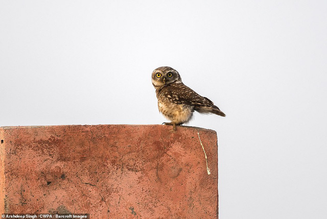 Những khoảnh khắc hài hước nhất của thiên nhiên trong năm 2018-10