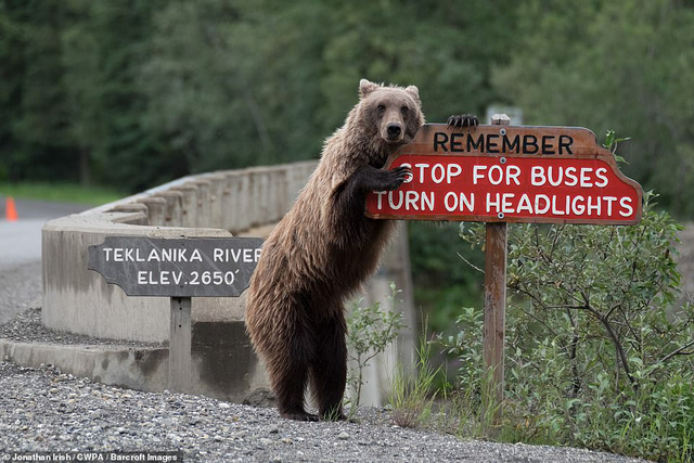 Những khoảnh khắc hài hước nhất của thiên nhiên trong năm 2018-12
