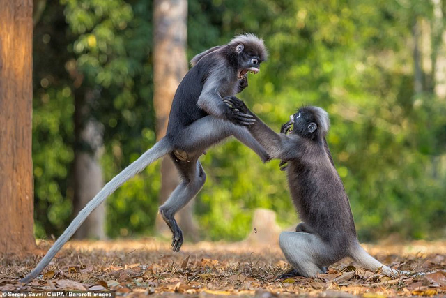 Những khoảnh khắc hài hước nhất của thiên nhiên trong năm 2018-13