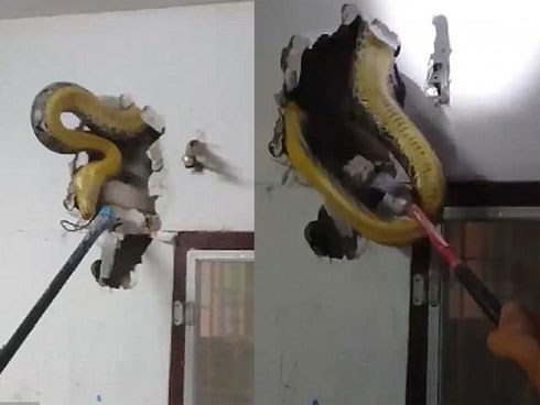 Nghe tiếng rít ghê rợn bên trong tường, chủ nhà phá ra mới phát hiện điều khủng khiếp