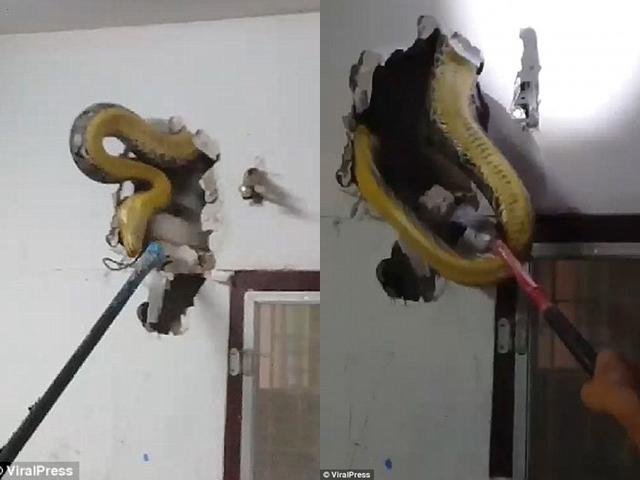 Nghe tiếng rít ghê rợn bên trong tường, chủ nhà phá ra mới phát hiện điều khủng khiếp-2