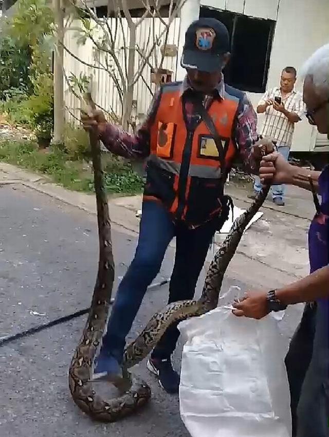 Nghe tiếng rít ghê rợn bên trong tường, chủ nhà phá ra mới phát hiện điều khủng khiếp-3