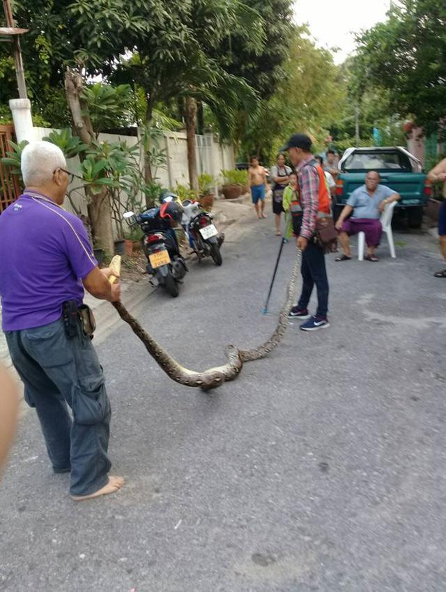 Nghe tiếng rít ghê rợn bên trong tường, chủ nhà phá ra mới phát hiện điều khủng khiếp-4