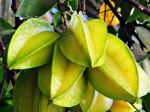 Đã có nhiều người tử vong vì ngộ độc sau khi ăn khế: Cảnh báo những đối tượng không nên ăn loại trái cây này