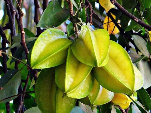 Đã có nhiều người tử vong vì ngộ độc sau khi ăn khế: Cảnh báo những đối tượng không nên ăn loại trái cây này-2