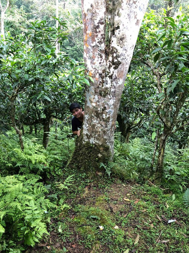 Loại trà đặc biệt Trung Quốc bán gần 40 tỷ đồng/kg, Việt Nam còn cả rừng-10