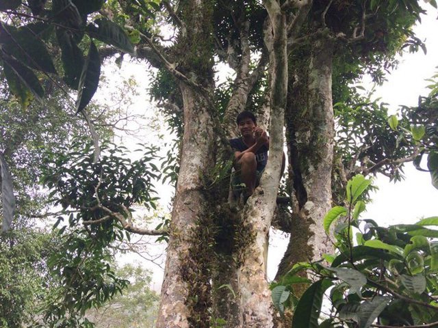 Loại trà đặc biệt Trung Quốc bán gần 40 tỷ đồng/kg, Việt Nam còn cả rừng-12