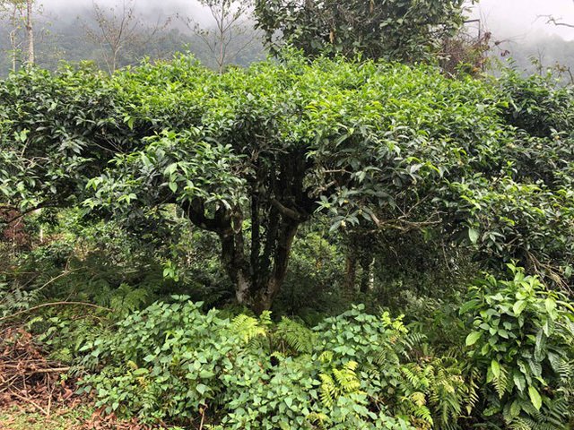 Loại trà đặc biệt Trung Quốc bán gần 40 tỷ đồng/kg, Việt Nam còn cả rừng-14