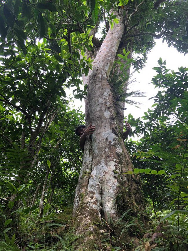 Loại trà đặc biệt Trung Quốc bán gần 40 tỷ đồng/kg, Việt Nam còn cả rừng-15