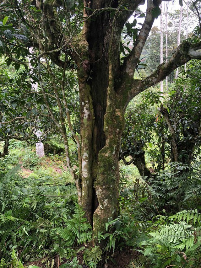 Loại trà đặc biệt Trung Quốc bán gần 40 tỷ đồng/kg, Việt Nam còn cả rừng-16