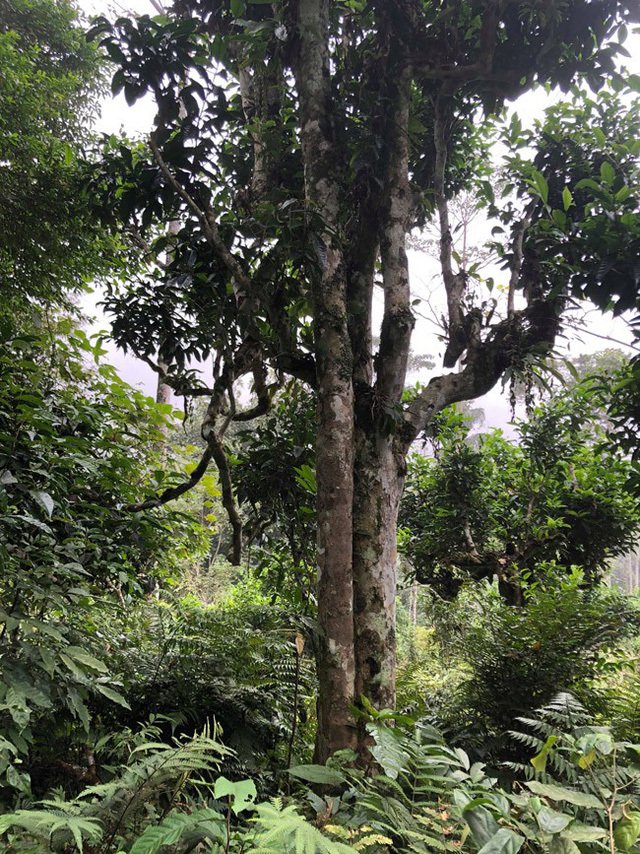 Loại trà đặc biệt Trung Quốc bán gần 40 tỷ đồng/kg, Việt Nam còn cả rừng-17