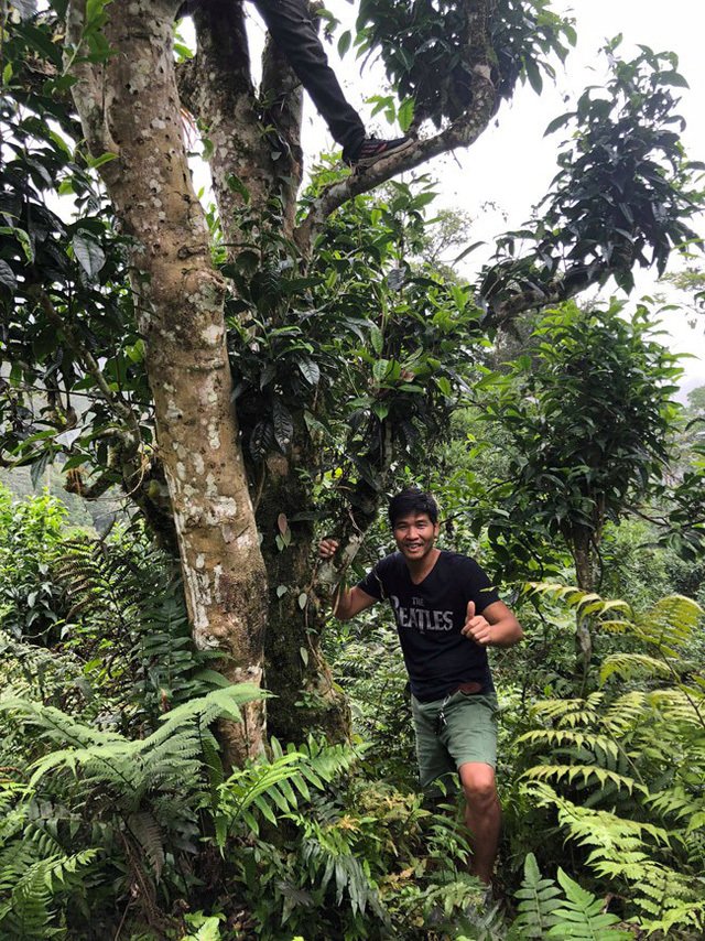 Loại trà đặc biệt Trung Quốc bán gần 40 tỷ đồng/kg, Việt Nam còn cả rừng-5