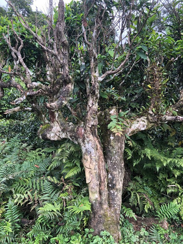 Loại trà đặc biệt Trung Quốc bán gần 40 tỷ đồng/kg, Việt Nam còn cả rừng-6