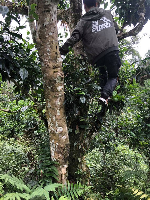 Loại trà đặc biệt Trung Quốc bán gần 40 tỷ đồng/kg, Việt Nam còn cả rừng-7