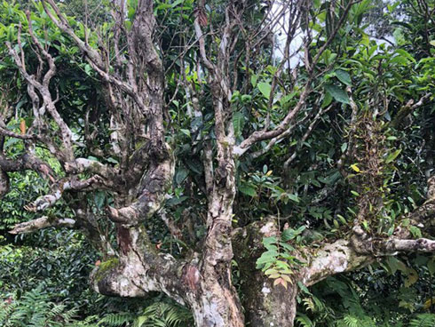 Trà hoa khô: Nhập nhèm nguồn gốc, khó kiểm soát chất lượng-3