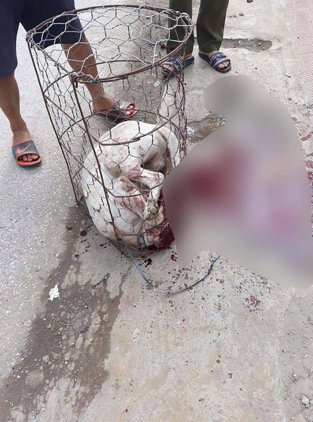 Người dân kinh hãi kể lại vụ chó Pitbull điên cuồng cắn nữ chủ nhà và hàng xóm: Họ buôn bán, mới mua con chó đó về không lâu-1