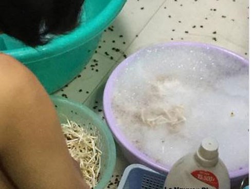 Rửa giá đỗ bằng nước rửa chén, bà nội trợ này hot nhất MXH hôm nay