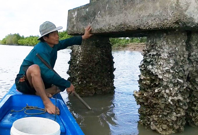 Len lỏi, lặn lội, dùng búa đục săn đặc sản Viagra dọc sông Cà Mau-1