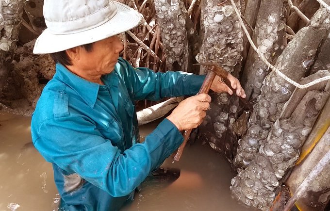 Len lỏi, lặn lội, dùng búa đục săn đặc sản Viagra dọc sông Cà Mau-2