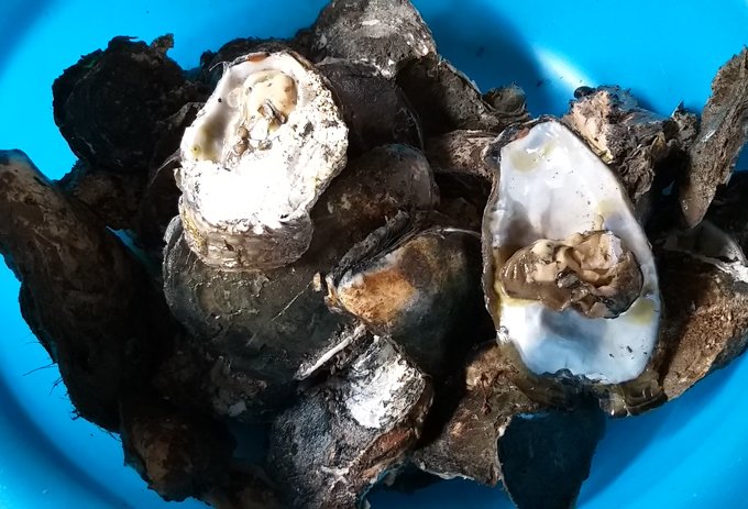 Len lỏi, lặn lội, dùng búa đục săn đặc sản Viagra dọc sông Cà Mau-3