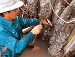 Bán bánh lạ bọc ống inox: Bám vỉa hè Hà Nội, chàng trai thu 70 triệu/tháng-7
