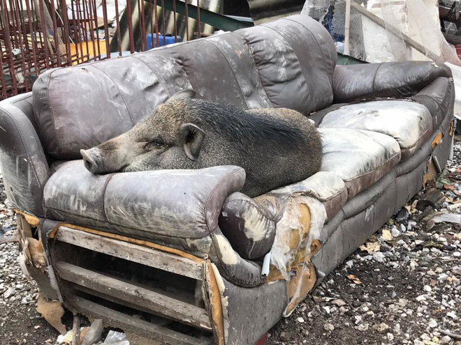 Ăn no rồi leo lên sofa ngủ, chú heo trở thành nhân vật gây chú ý nhất trên mạng xã hội-1