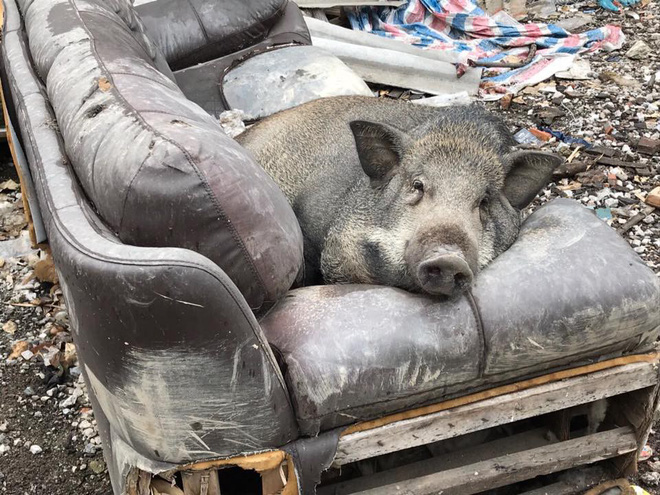 Ăn no rồi leo lên sofa ngủ, chú heo trở thành nhân vật gây chú ý nhất trên mạng xã hội-2