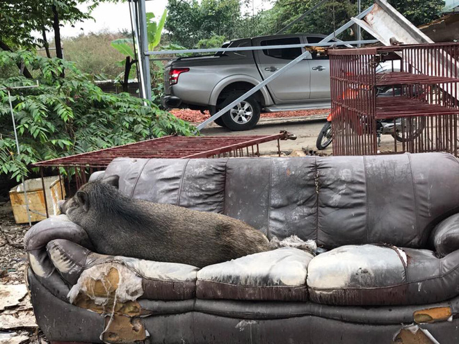 Ăn no rồi leo lên sofa ngủ, chú heo trở thành nhân vật gây chú ý nhất trên mạng xã hội-3