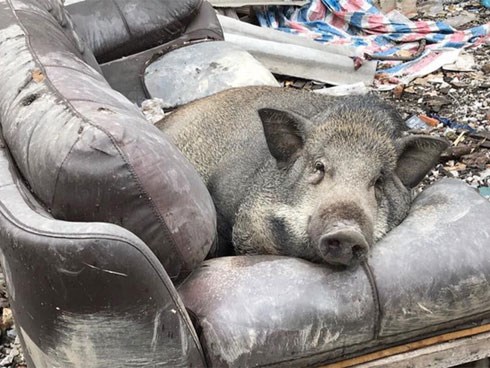 Ăn no rồi leo lên sofa ngủ, chú heo trở thành