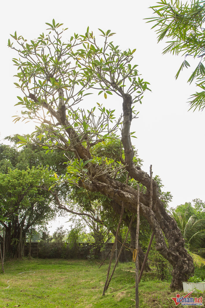 Nhà vườn 7.000 m2 trị giá hàng tỷ đồng bị bỏ bê của Ánh Tuyết-19