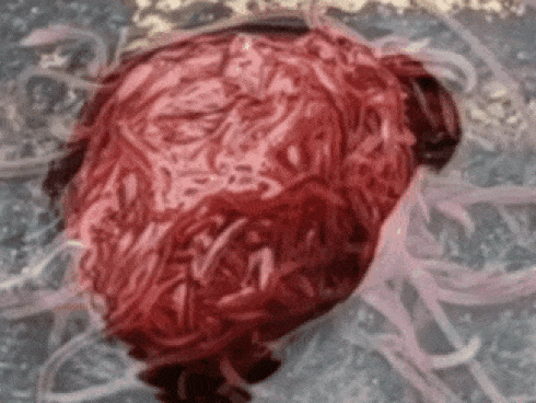 Một thành phố ở Mỹ phải trải qua 65 ngày không thấy Mặt Trời: Chuyện gì đang xảy ra?-3