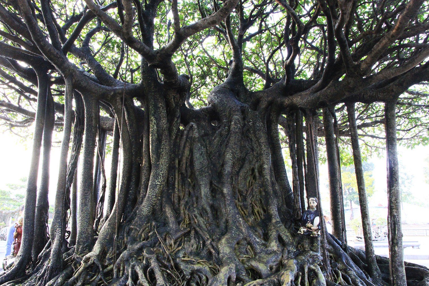 Mãn nhãn với Nhất Tọa Kinh Thiên hơn 100 năm tuổi, giá hơn 5 tỷ-5