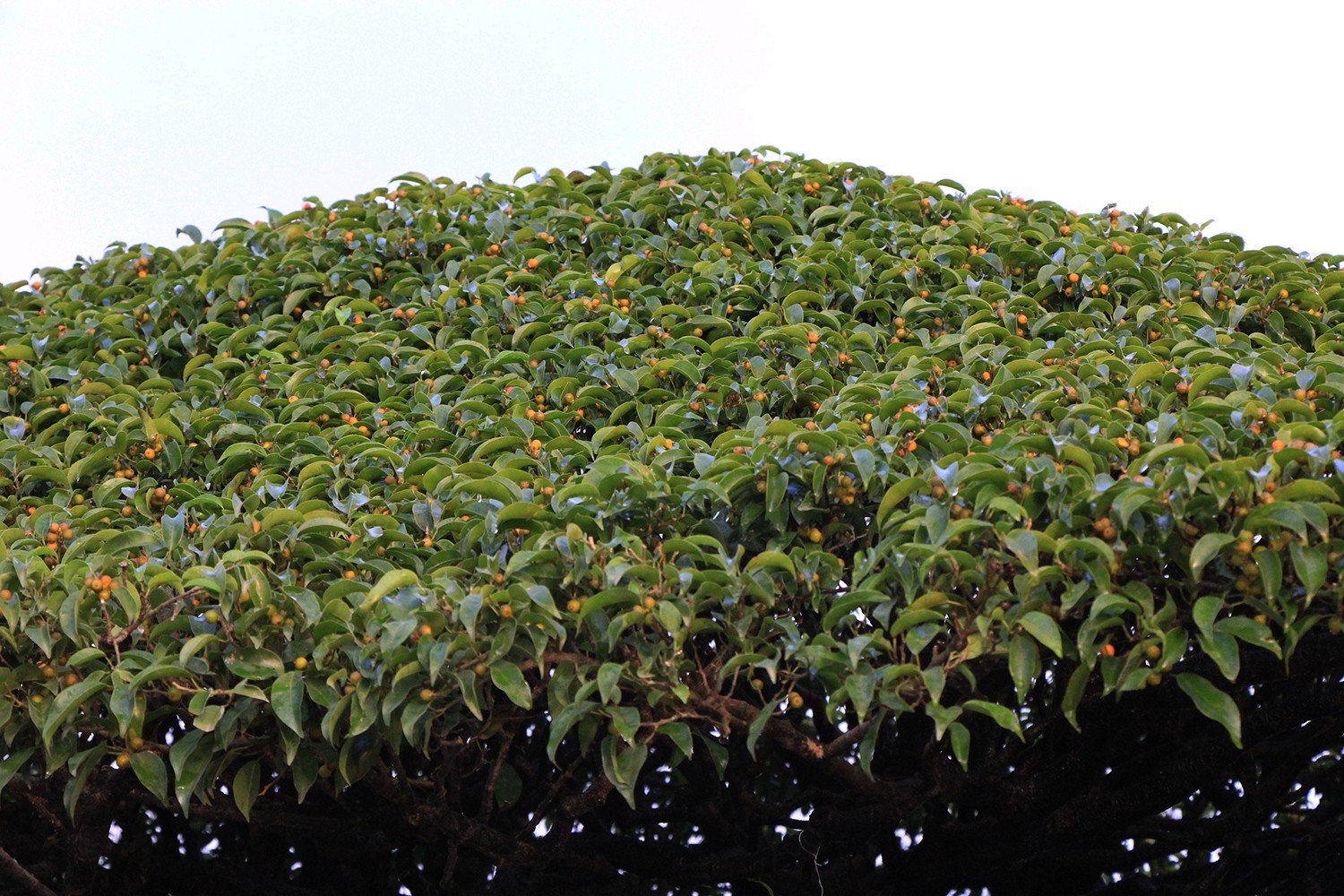 Mãn nhãn với Nhất Tọa Kinh Thiên hơn 100 năm tuổi, giá hơn 5 tỷ-6