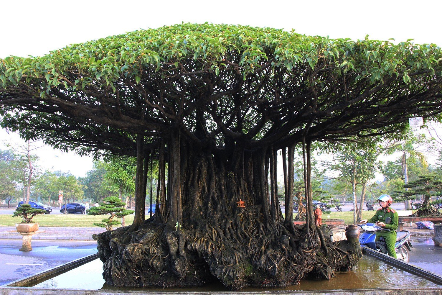 Mãn nhãn với Nhất Tọa Kinh Thiên hơn 100 năm tuổi, giá hơn 5 tỷ-7