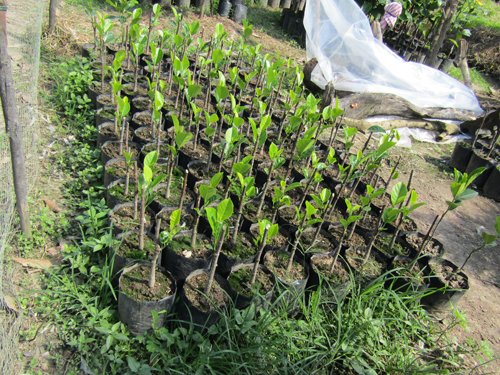 Cây mít có múi đỏ rực lạ nhất đất miền Tây-5