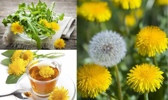 Loại cây mọc dại không ngờ lại tốt cho dạ dày và gan: Người hay nhậu nên uống để thải độc-1