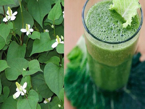 Mùa hè không thể thiếu diếp cá vì vừa giải nhiệt vừa chữa bệnh cho bé nhà bạn cực hiệu quả-4