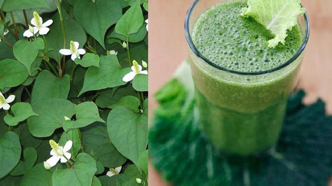 Vừa ngửi đã muốn ói”, lá diếp cá lại có tác dụng bất ngờ với sức khỏe-1