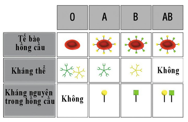 8 điều người nhóm máu O nên biết-2