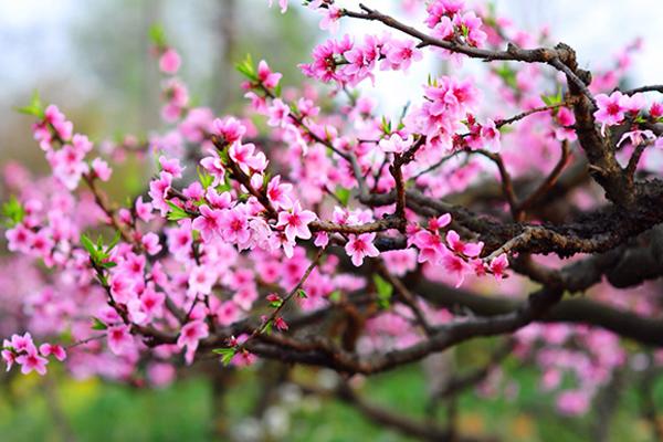 Hung bạo nhất lịch sử Trung hoa, đây là bí thuật làm đẹp rợn người của Thái Bình công chúa-2