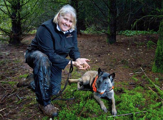 Truffle - loại nấm đắt nhất thế giới, thần dược phòng the, kim cương đen của nền ẩm thực: 140 triệu/kg-7