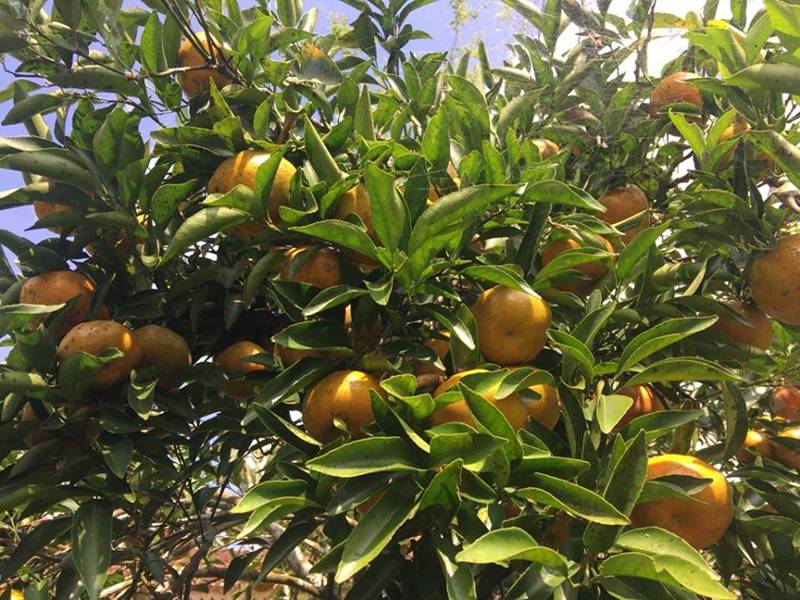 Tiên ông và trang trại 5 trong 1” có tài ghép cây ra nhiều loại quả-4