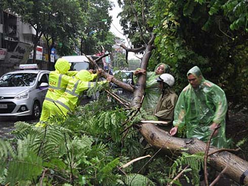 Bão số 9 khiến cây xanh ở Sài Gòn bật gốc đè chết một người đàn ông chạy xe máy trên đường-4