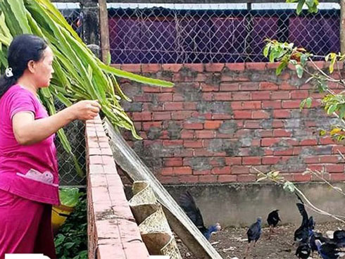 Dân Huế liên tục bắt được chim Bồ nông quý hiếm, gắn thiết bị có chữ nước ngoài-3