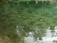 Kỳ bí suối nước trong vắt, cá lúc nhúc giữa rừng thẳm Sơn La