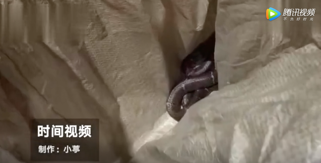 Dùng rắn độc đe dọa cưỡng hiếp một cô gái, người đàn ông phải trả giá bằng tính mạng do chính hành động của mình-1